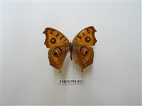 藏品(眼蛺蝶)的圖片